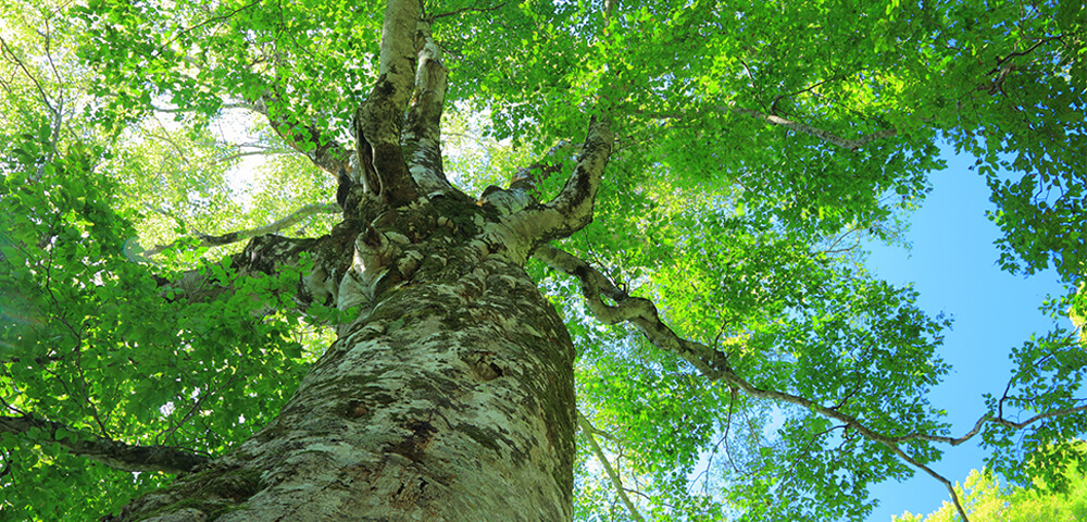 行政書士法人ST環境